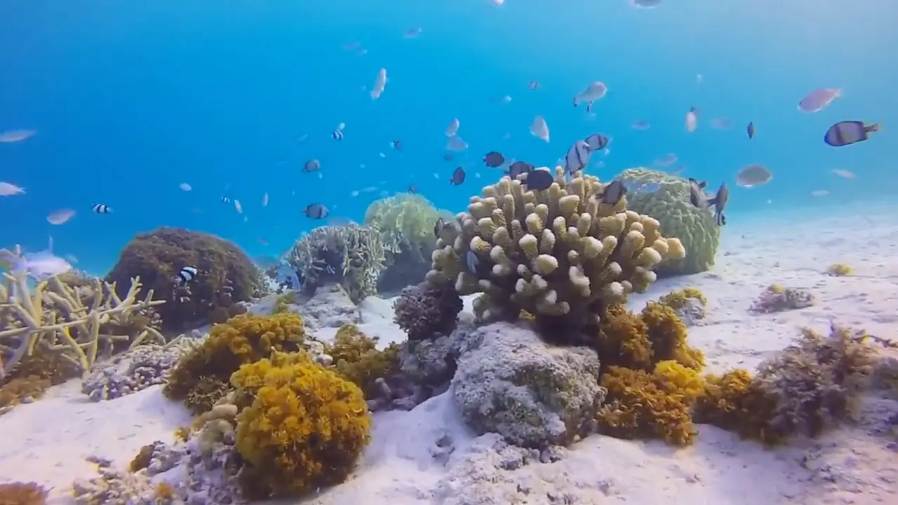 座間味島「阿真ビーチ」 - SEA - ZSC