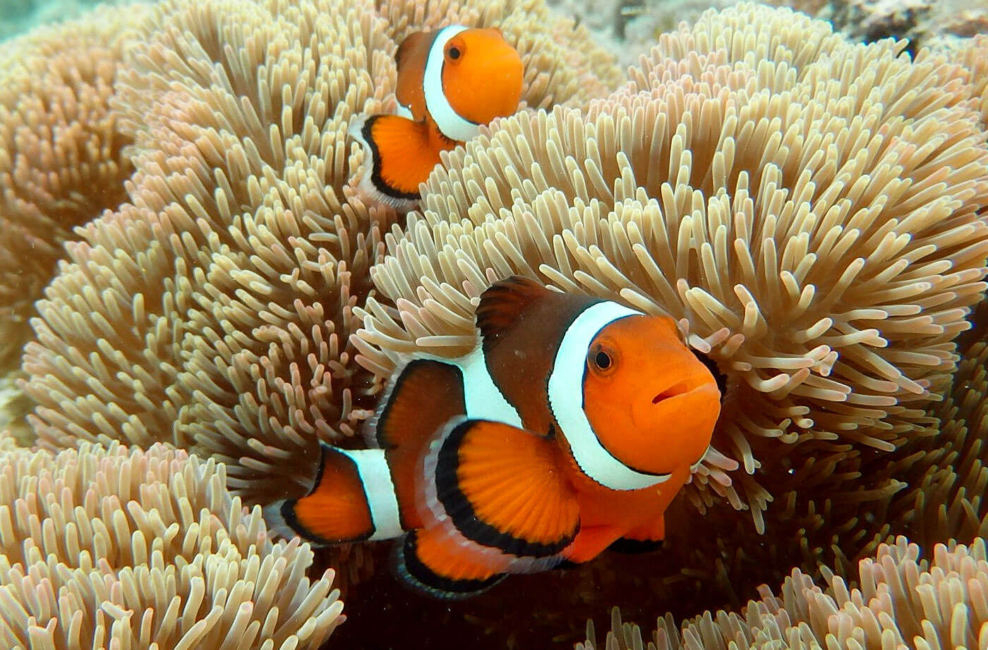 古座間味ビーチ