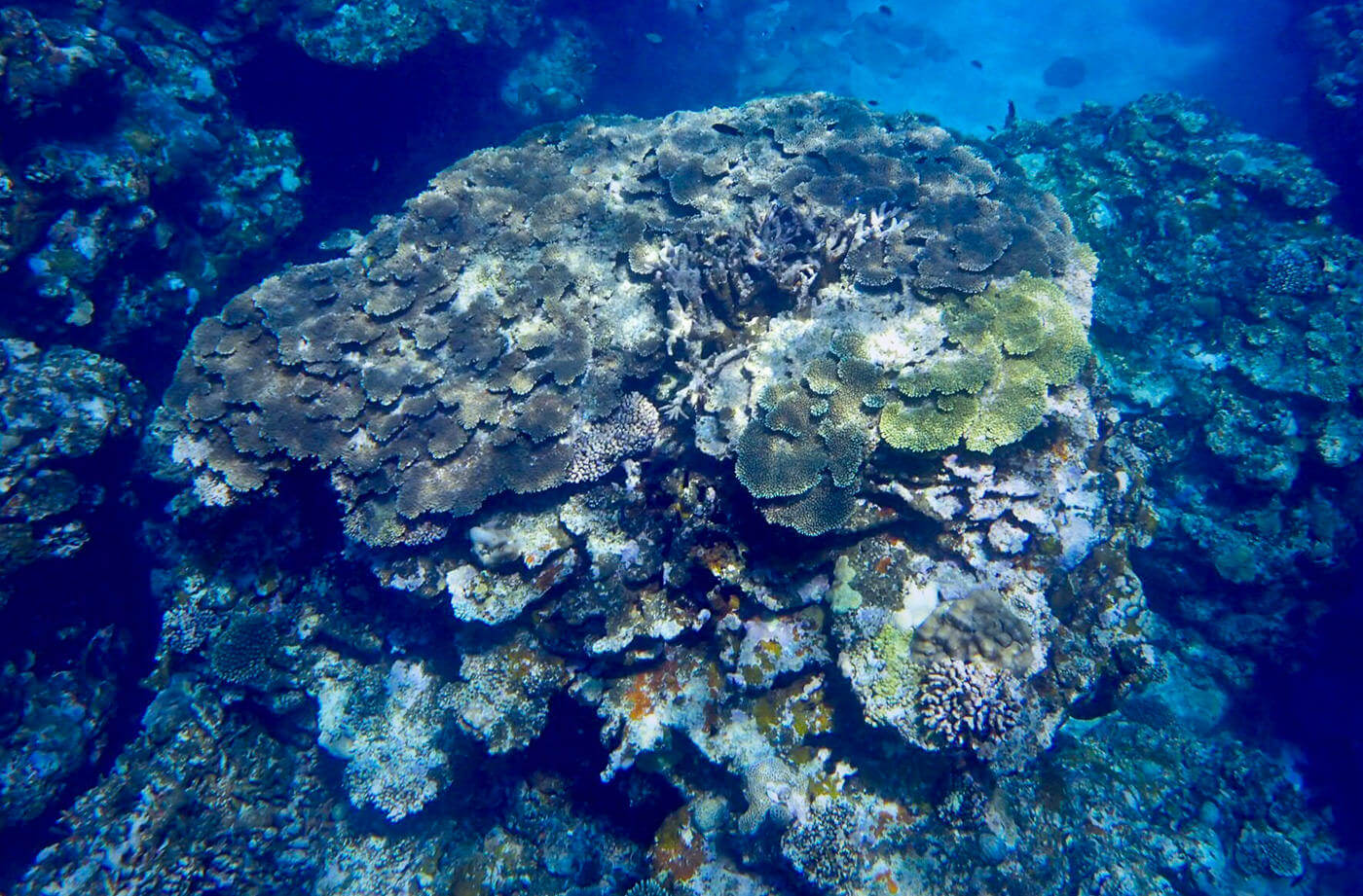 ユヒナ浜テーブル珊瑚